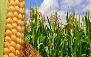 金州玉1号玉米种子简介，平均生育期115天