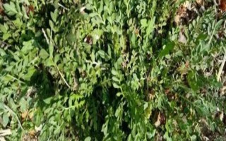 荠菜是哪个季节的蔬菜，是春秋季节的蔬菜