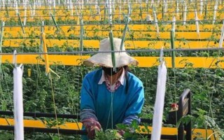 番茄有哪些虫害，以下5种比较常见