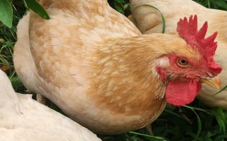 为什么十月份鸡不下蛋了,可能是温度较低或饲料不足所致