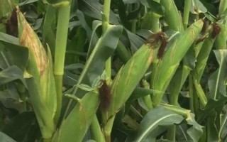 隆迪519玉米种子特征特性，适宜密度为4000株/亩