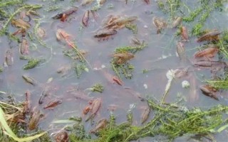 养殖10亩小龙虾的成本，大概需要13万元左右