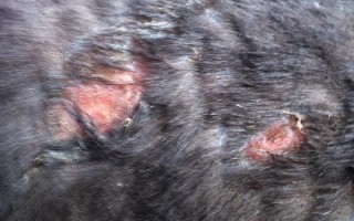 狗狗脂溢性皮肤病的症状，会出现掉毛、秃斑等现象