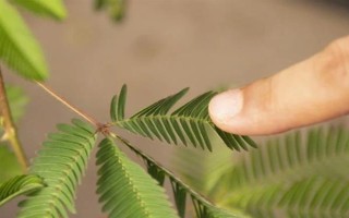 含羞草的水培方法，选择无病虫害的小苗水培