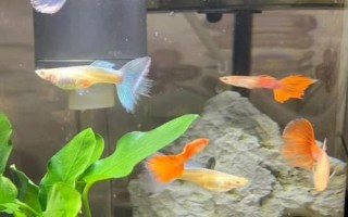 孔雀鱼怎么受精，是体内受精的