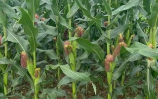 登海1921玉米种简介，中抗小斑病