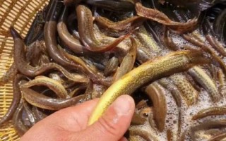 钓黑鱼用假饵好还是真饵好,新手建议尽量用真饵