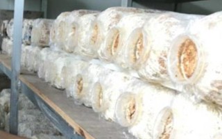 猴头菇的种植方法，用广口瓶种菌较好