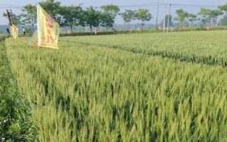 高产小麦品种有哪些,有烟农999、谷神麦19等