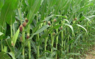 京单58玉米种子介绍，中抗大斑病和茎腐病