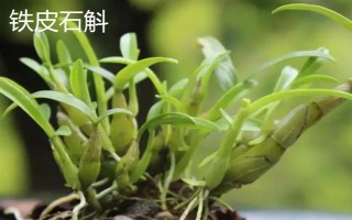 种植石斛的条件,温暖湿润、阳光充足、土质疏松的地方适合种植
