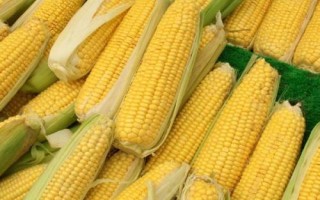 龙单246玉米种子特征特性,在适应区5月5日左右播种