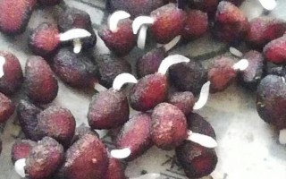 让仙客来种子快速发芽的方法，要放在适温环境中催芽并喷水保湿