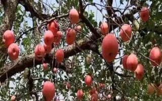 苹果树产生大小年的原因，营养竞争是产生的根本原因