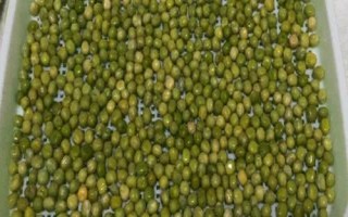 豌豆如何浸泡才能快速发芽，可用温水将种子浸泡至膨胀