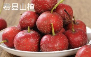 山东烟台市的特产,烟台海参闻名海内外