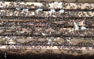 中蜂换老王的最好方法，囚老王，再介王台