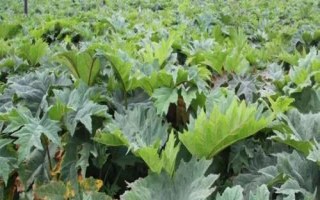 大黄是什么植物，是大黄属多年生草本植物的统称