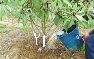 枇杷秋冬季的管理技术，需要用稻草或杂草将树盘覆盖