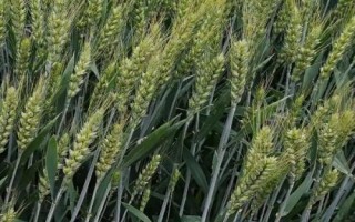 周麦44号小麦种子特征特性，半冬性品种