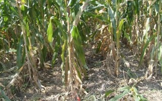 SK567玉米品种简介，中抗大斑病