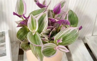 冬天怎么养油画婚礼吊兰，温度控制在20-25度左右