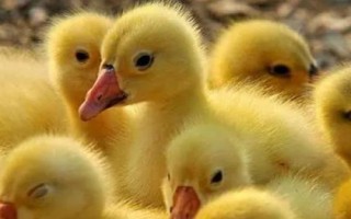 鹅以什么为食，食物包括玉米、小麦、包菜、小鱼虾等种类