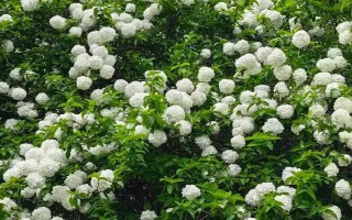 琼花的花语,寓意魅力无限、完美的爱情等