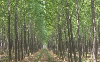 杨树有哪些常见品种,山杨、意杨、串杨等品种较常见