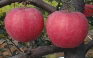 响富苹果品种简介，其优质果率高达90%以上