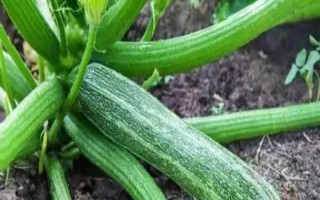 大棚西葫芦化瓜是什么原因，可能是授粉不良所致