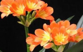 君子兰如何换盆，春秋两季均可进行