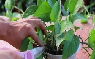 如何修剪垂下来的绿萝，剪除下垂枝条的顶部嫩芽