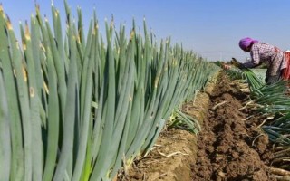 秋天种葱的方法，通常在10月份进行