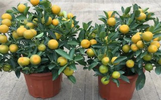 金桔如何保存，常见以下3种方法