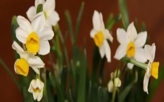 水仙花会在几点开放,一般为晚上7-8点