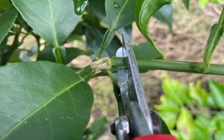 柑橘病虫害防治办法，常见的有疮痂病、溃疡病等
