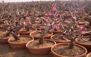 夫妻梅花的养殖方法，需隔2-3年翻盆换土