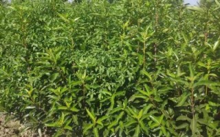 冬青树怎么养殖及注意事项,夏季高温时要适当遮荫