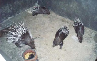 养殖豪猪的优势,其抗病能力强且劳力投入少