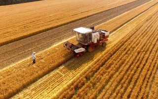 轮选103小麦品种简介，平均生育期为242天