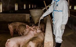 引起猪流感的原因，可通过呼吸道飞沫传染