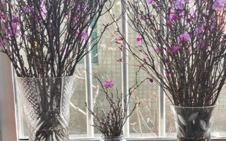 干杜鹃花树枝能养多长时间，只能养50天左右