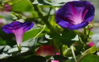 牵牛花的种植技术，一般在春夏播种