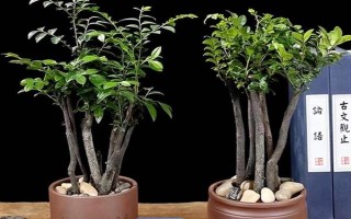 小叶紫檀是否怕冻，温度长期低于10℃会被冻死