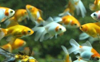 小金鱼眼睛掉了怎么办，需保持水质的清洁并用敌百虫药浴