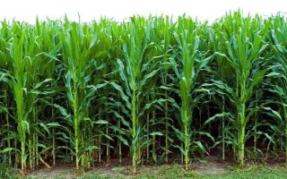 科瑞981玉米种子特征特性,中晚熟品种