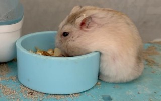 不洗澡的仓鼠会出现什么情况，容易感染细菌、引起皮肤病