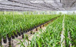 种植一亩兰花的成本,大约需要5.5万元