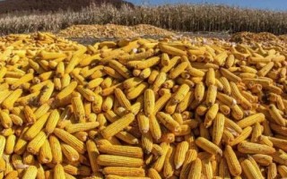盛白玉5号玉米种子特征特性,才能充分发挥该品种的丰产潜力
